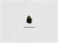 藏品(綠豔條金龜)的圖片